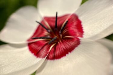 Smiling Media - flower