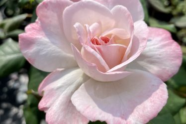 a close up of a flower