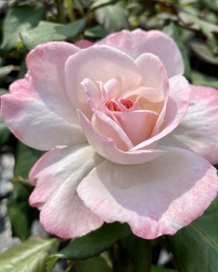 a close up of a flower